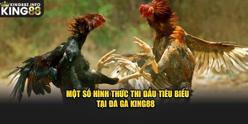 Những Hình Thức Cá Cược Đá Gà King88 Thú Vị
