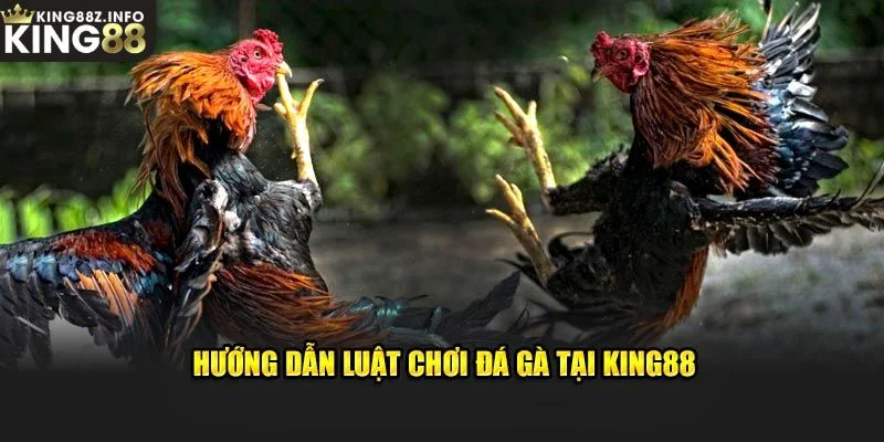 Thông Tin Luật Chơi Đá Gà King88 Mà Bạn Cần Nắm