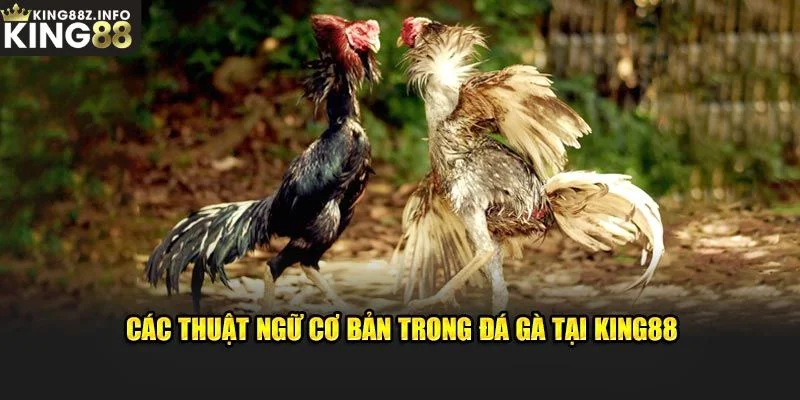 Thuật Ngữ Phổ Biến Tại Đá Gà King88