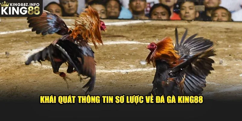 Tìm Hiểu Đôi Nét Về Sảnh Đá Gà King88 Hấp Dẫn