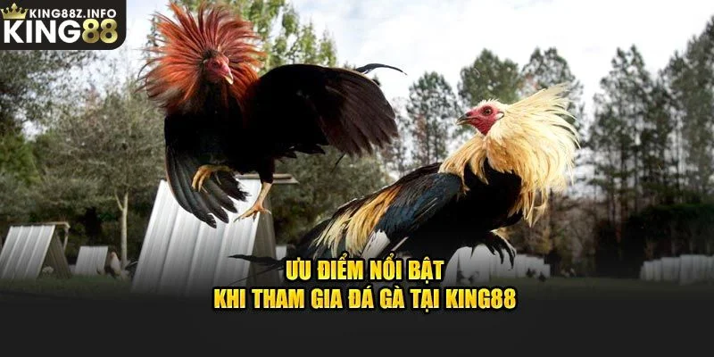 Ưu Điểm Đáng Chú Ý Của Sảnh Đá Gà King88